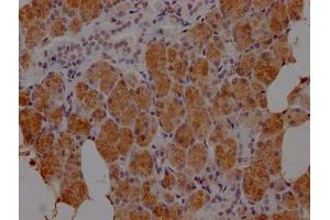 IHC image of ABIN7139875 diluted at 1:100 and staining in paraffin-embedded human salivary gland tissue performed on a Leica BondTM system. (HTN3 antibody  (AA 20-34))