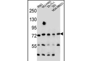 SEC14L5 Antibody (Center) (ABIN655563 and ABIN2845065) western blot analysis in K562,NCI-,ZR-75-1,293,MDA-M cell line lysates (35 μg/lane). (SEC14L5 antibody  (AA 448-477))