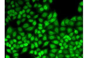 Immunofluorescence analysis of HeLa cells using JUNB antibody (ABIN5973036). (JunB antibody)