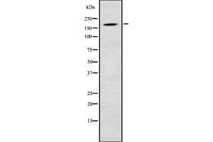 Western blot analysis of LMO7 using K562 whole cell lysates (LMO7 antibody  (C-Term))