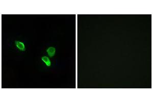 Immunofluorescence (IF) image for anti-Mitochondrial Ribosomal Protein S18C (MRPS18C) (Internal Region) antibody (ABIN1850530) (MRPS18C antibody  (Internal Region))