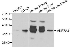 Western blot analysis of extracts of various cell lines, using AKR7A3 antibody. (AKR7A3 antibody)