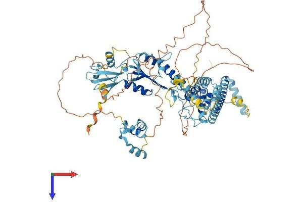 ANKZF1 Protein (AA 1-726) (His tag)
