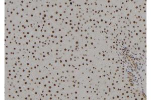 ABIN6279378 at 1/100 staining Rat liver tissue by IHC-P. (POLR2H antibody  (Internal Region))