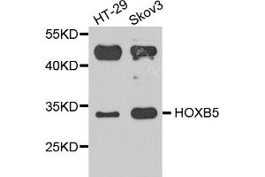 Western blot analysis of extracts of various cell lines, using HOXB5 antibody. (HOXB5 antibody)