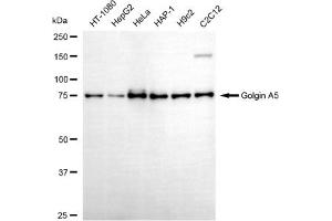 Western blotting analysis using golgin A5 antibody (ABIN7798798).