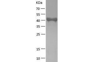 Western Blotting (WB) image for Platelet-Activating Factor Acetylhydrolase 2, 40kDa (PAFAH2) (AA 1-392) protein (His tag) (ABIN7124476)