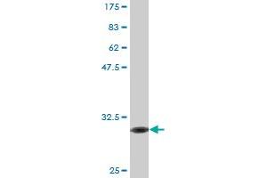 Western Blot detection against Immunogen (30. (FPR2 antibody  (AA 163-205))