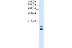 Western Blotting (WB) image for anti-Ubiquitously-Expressed, Prefoldin-Like Chaperone (UXT) antibody (ABIN2463417) (UXT antibody)