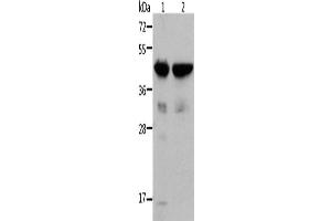Western Blotting (WB) image for anti-Actin, alpha 1, Skeletal Muscle (ACTA1) antibody (ABIN2429134) (Actin antibody)