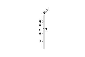 Anti-AGTR1 Antibody (Center) at 1:2000 dilution + NIH/3T3 whole cell lysate Lysates/proteins at 20 μg per lane. (Angiotensin II Type-1 Receptor antibody  (AA 211-240))