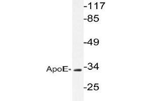 Western blot analysis of ApoE Antibody in extracts from RAW264. (APOE antibody)