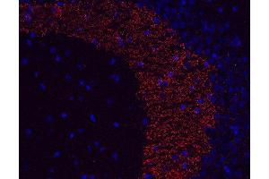 Indirect immunostaining of PFA fixed paraffin embedded mouse hippocampus section (dilution 1 : 500; red). (Synaptoporin antibody  (AA 250-265))