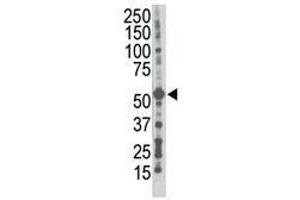 Image no. 1 for anti-Gap Junction Protein, gamma 1, 45kDa (GJC1) (N-Term) antibody (ABIN357097) (GJC1 antibody  (N-Term))