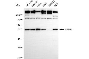 Western blotting analysis using MAD1L1 antibody (ABIN7799316).