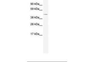 Image no. 1 for anti-TAF7-Like RNA Polymerase II, TATA Box Binding Protein (TBP)-Associated Factor, 50kDa (TAF7L) (AA 357-406) antibody (ABIN202381) (TAF7L antibody  (AA 357-406))