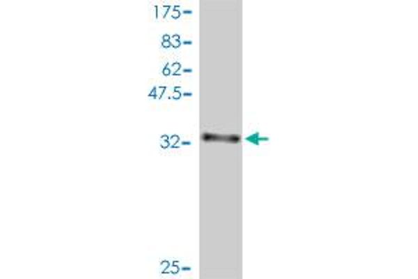 DIRAS3 anticorps  (AA 130-229)