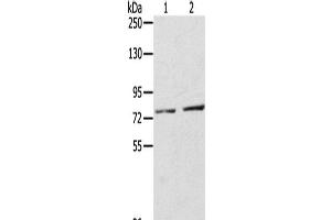 Western Blot analysis of A172 cells and Mouse liver tissue using ECE2 Polyclonal Antibody at dilution of 1/350 (ECE2 antibody)