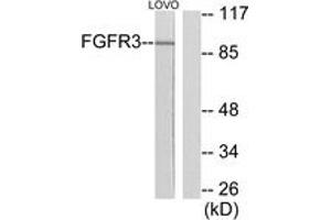 Western blot analysis of extracts from LOVO cells, using FGFR3 Antibody. (FGFR3 antibody  (AA 131-180))