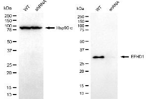 anti-EF-Hand Domain Family, Member D1 (EFHD1) antibody