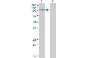 Western Blot analysis of PTPRN2 expression in transfected 293T cell line by PTPRN2 monoclonal antibody (M08), clone 7F8. (PTPRN2 antibody  (AA 108-212))