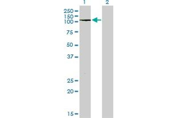 PTPRN2 antibody  (AA 108-212)