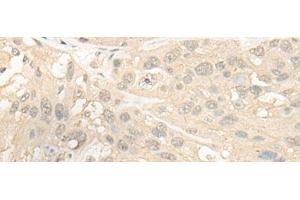 CYP4X1 antibody