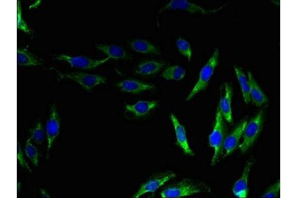 OPN5 antibody  (AA 310-353)