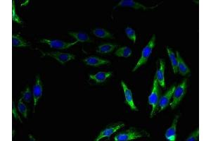 Immunofluorescent analysis of Hela cells using ABIN7162243 at dilution of 1:100 and Alexa Fluor 488-congugated AffiniPure Goat Anti-Rabbit IgG(H+L) (OPN5 antibody  (AA 310-353))