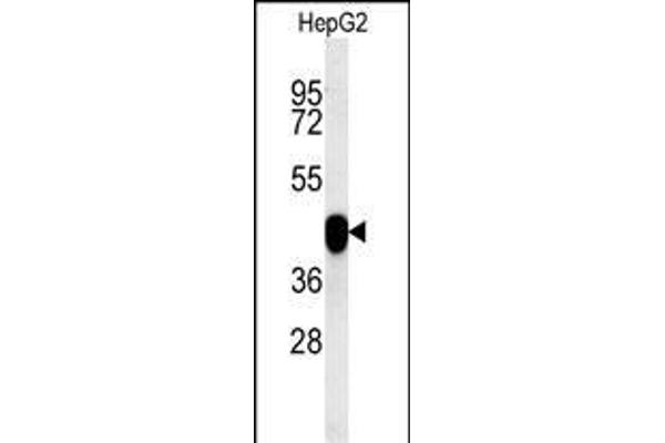 PON2 antibody  (AA 74-101)