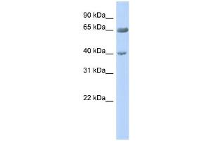 WB Suggested Anti-ZNF234 Antibody Titration:  0.