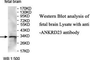 Image no. 1 for anti-Ankyrin Repeat Domain 23 (Ankrd23) antibody (ABIN1574703)