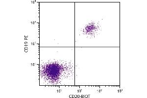 Human peripheral blood lymphocytes were stained with Mouse Anti-Human CD20-BIOT. (CD20 antibody  (Biotin))