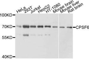 Western blot analysis of extracts of various cell lines, using CPSF6 antibody (ABIN4903368) at 1:1000 dilution. (CPSF6 antibody)