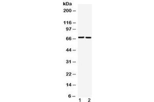 Western blot testing of 1) rat liver and 2) human A549 cell lysate with GAA antibody at 0. (GAA antibody  (AA 494-527))