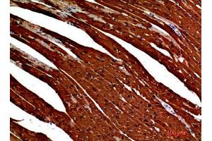 Immunohistochemistry (IHC) analysis of paraffin-embedded Mouse Heart, antibody was diluted at 1:200. (S100A1 antibody)