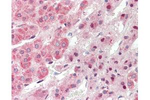 Anti-TRIM6 antibody IHC staining of human adrenal. (TRIM6 antibody  (AA 144-193))