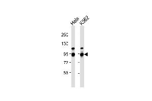 All lanes : Anti-ILF3 Antibody at 1:1000 dilution Lane 1: Hela whole cell lysates Lane 2: K562 whole cell lysates Lysates/proteins at 20 μg per lane. (Interleukin enhancer-binding factor 3 (ILF3) antibody)