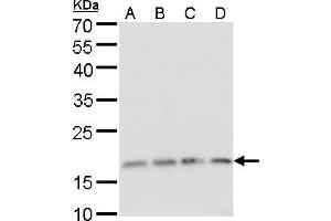 WB Image RPS15 antibody detects RPS15 protein by Western blot analysis. (RPS15 antibody)