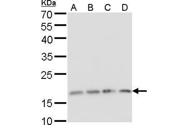 RPS15 anticorps