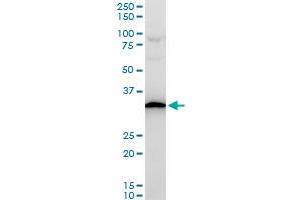 RPS3A polyclonal antibody (A01), Lot # ONW0060316QCS1. (RPS3A antibody  (AA 164-263))