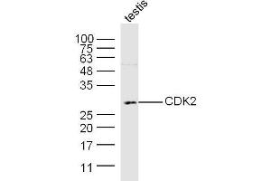 Mouse testis lysates probed with CDK2 Polyclonal Antibody, Unconjugated  at 1:300 dilution and 4˚C overnight incubation. (CDK2 antibody  (AA 201-298))