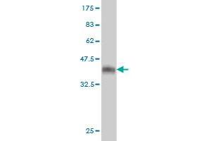 Western Blot detection against Immunogen (36. (SPIRE1 antibody  (AA 482-583))