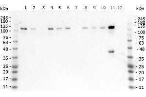 Western Blot of Rabbit anti-HDAC5 antibody. (HDAC5 antibody  (pSer661))