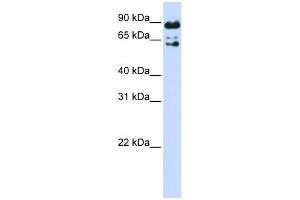 WB Suggested Anti-PPWD1 Antibody Titration: 0. (PPWD1 antibody  (Middle Region))