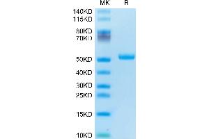 SDS-PAGE (SDS) image for Tumor Necrosis Factor Receptor Superfamily, Member 10b (TNFRSF10B) (AA 56-182) protein (Fc Tag) (ABIN7274496)