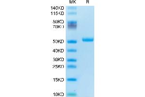 Human TRAIL R2 on Tris-Bis PAGE under reduced condition. (TNFRSF10B Protein (AA 56-182) (Fc Tag))