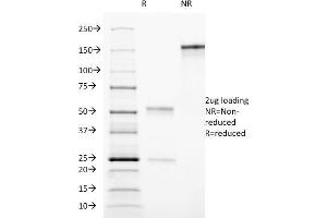 SDS-PAGE Analysis Purified CD90 Mouse Monoclonal antibody (AF-9). (CD90 antibody)