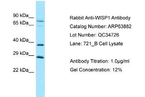 Western Blotting (WB) image for anti-WNT1 Inducible Signaling Pathway Protein 1 (WISP1) (Middle Region) antibody (ABIN2789653) (WISP1 antibody  (Middle Region))