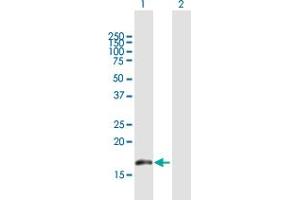 Western Blot analysis of BUD31 expression in transfected 293T cell line by BUD31 MaxPab polyclonal antibody. (BUD31 antibody  (AA 1-144))